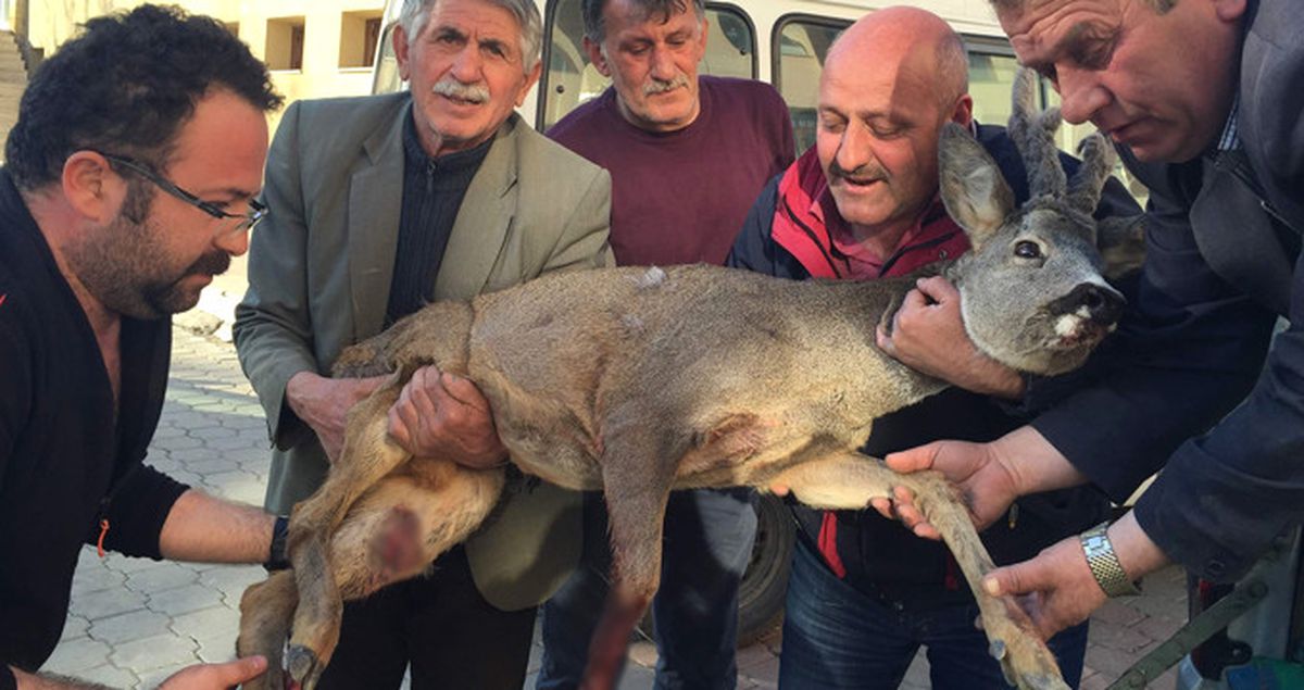 Yaralı Karaca Tedavi Altına Alındı