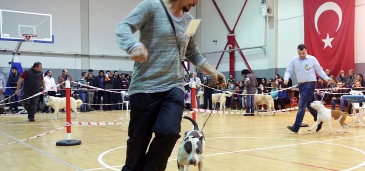 Antalya\'da Köpek Irkları Yarışması