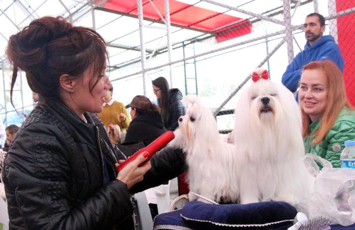 Köpeklerinin En İyi Olması İçin Mücadele Ettiler