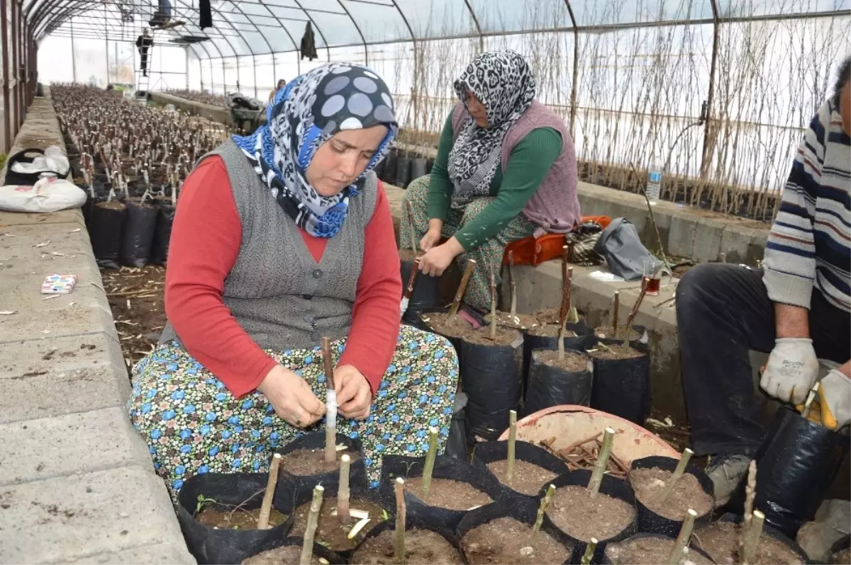 Niksar\'da Ceviz Aşılama Çalışmaları Başladı