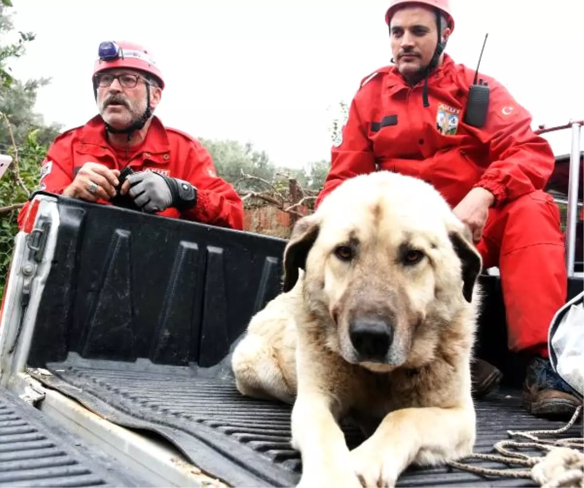 2- \'Karabaş\', 10 Gün Sonra Bulunup Kurtarıldı