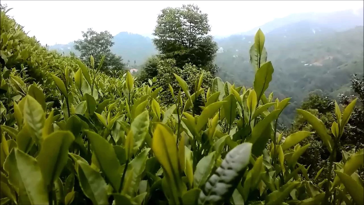 Çay Bahçelerinde Gübreleme Çalışmaları