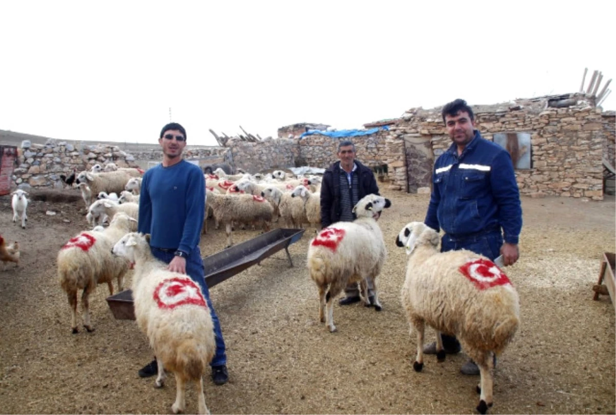 Konyalı Besici Koyunlarının Sırtına Türk Bayrağı Çizdi