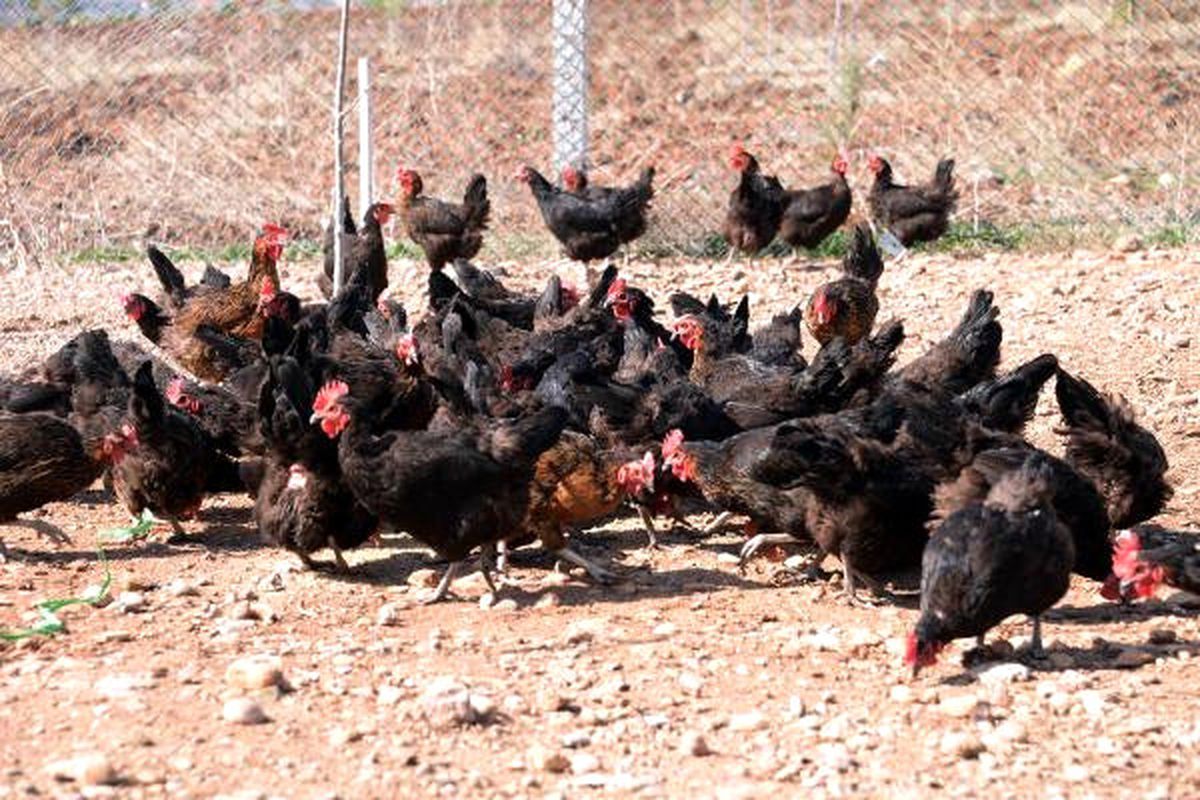 Dicle Üniversitesi\'nde Organik Tavuk Yetiştiriliyor