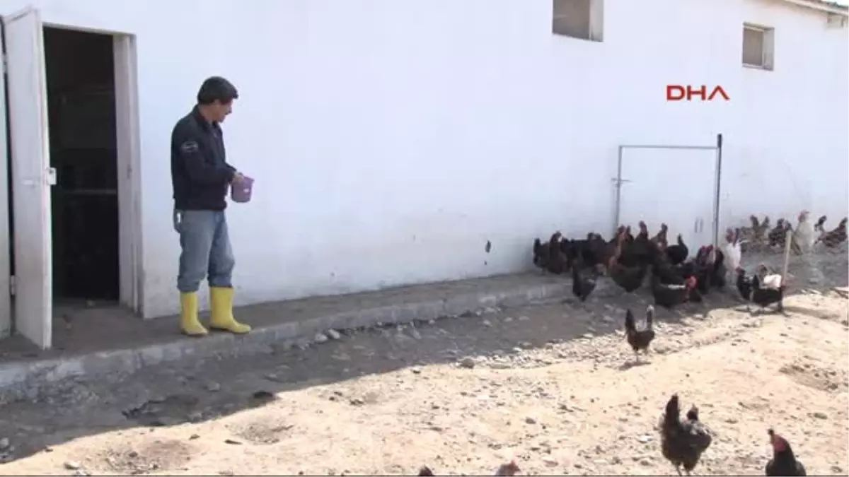 Diyarbakır Köy Tavuğuna Özlem Duyanlar Için Üniversitede Organik Tavuk Yetiştiriliyor