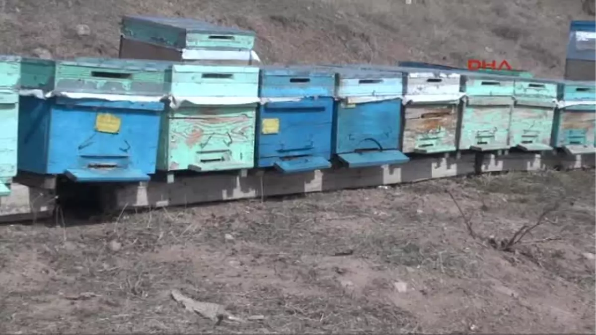 Elazığ ve Tunceli\'deki Arı Ölümleri Tedirginliği