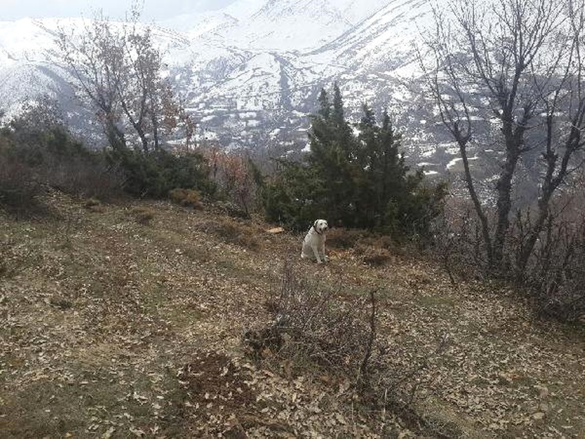 Hizan\'da Basma Düzenekli El Yapımı Patlayıcı İmha Edildi