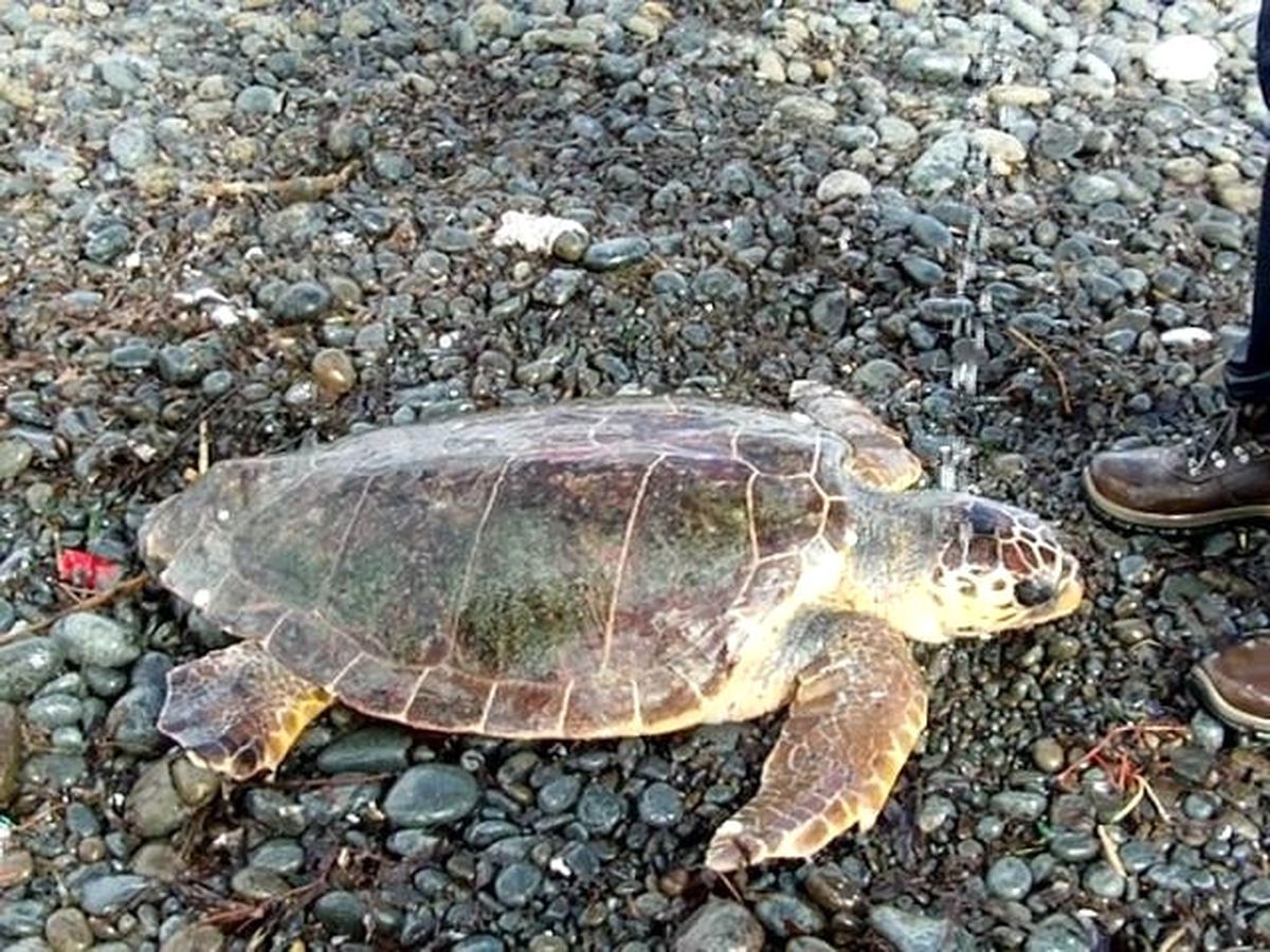 Karaya Vuran Caretta\'ya Yardım Eli Çevrecilerden Geldi