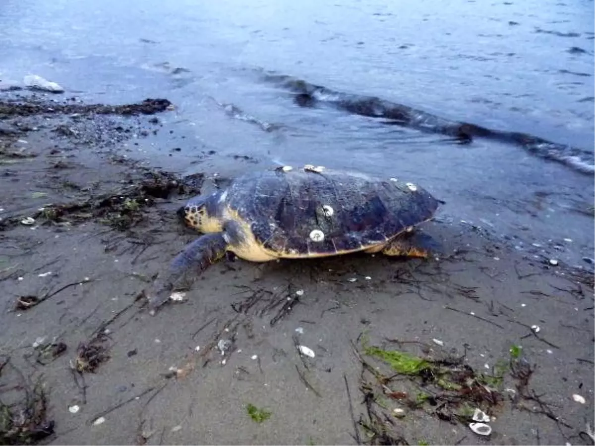 Muğla Vatandaşların Dikkati Caretta Caretta\'yı Kurtardı