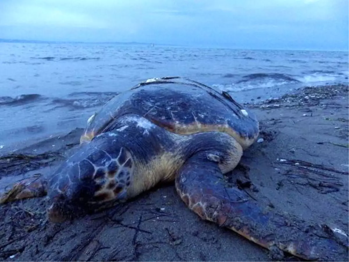 Vatandaşların Dikkati Caretta Caretta\'yı Kurtardı