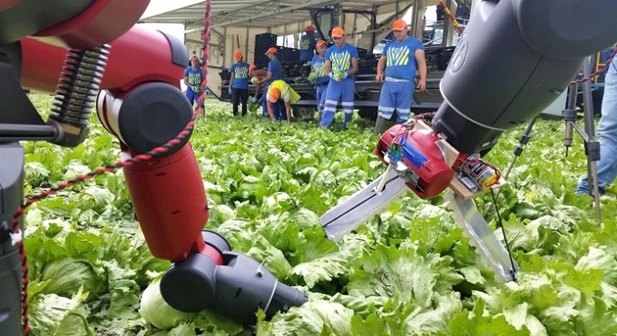 Brexit, Robotları Tarım İşçisi Yapacak