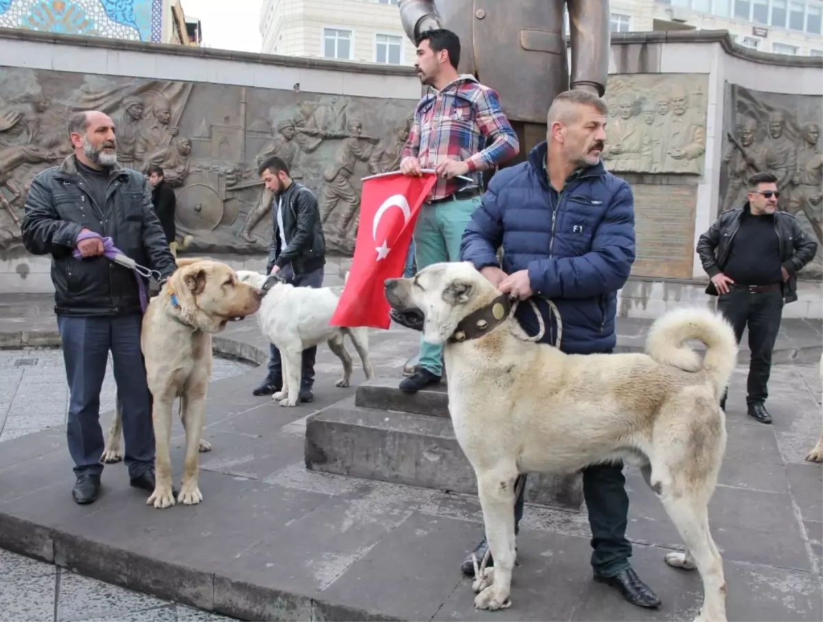 Hollandalılara Kangal Köpekli Gözdağı