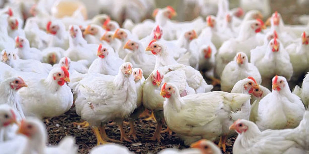 Kaman\'da 3 Bin 700 Tavuk ve Horoz Dağıtıldı
