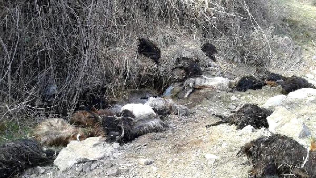 Kayıp 35 Keçinin Leşi Uçurumda Bulundu