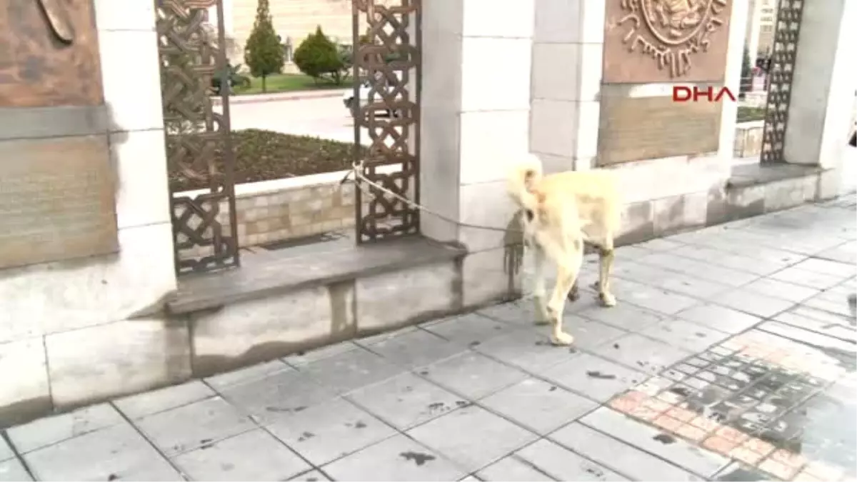 Kayseri Hollanda\'ya Kangal Köpekli Protesto