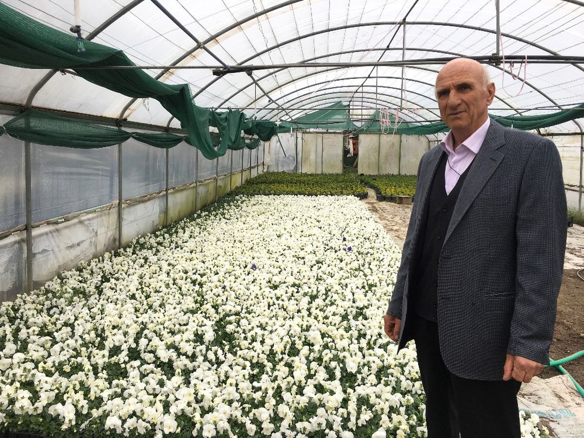 Lale Üreticilerinden Hollanda Başbakanına Tepki