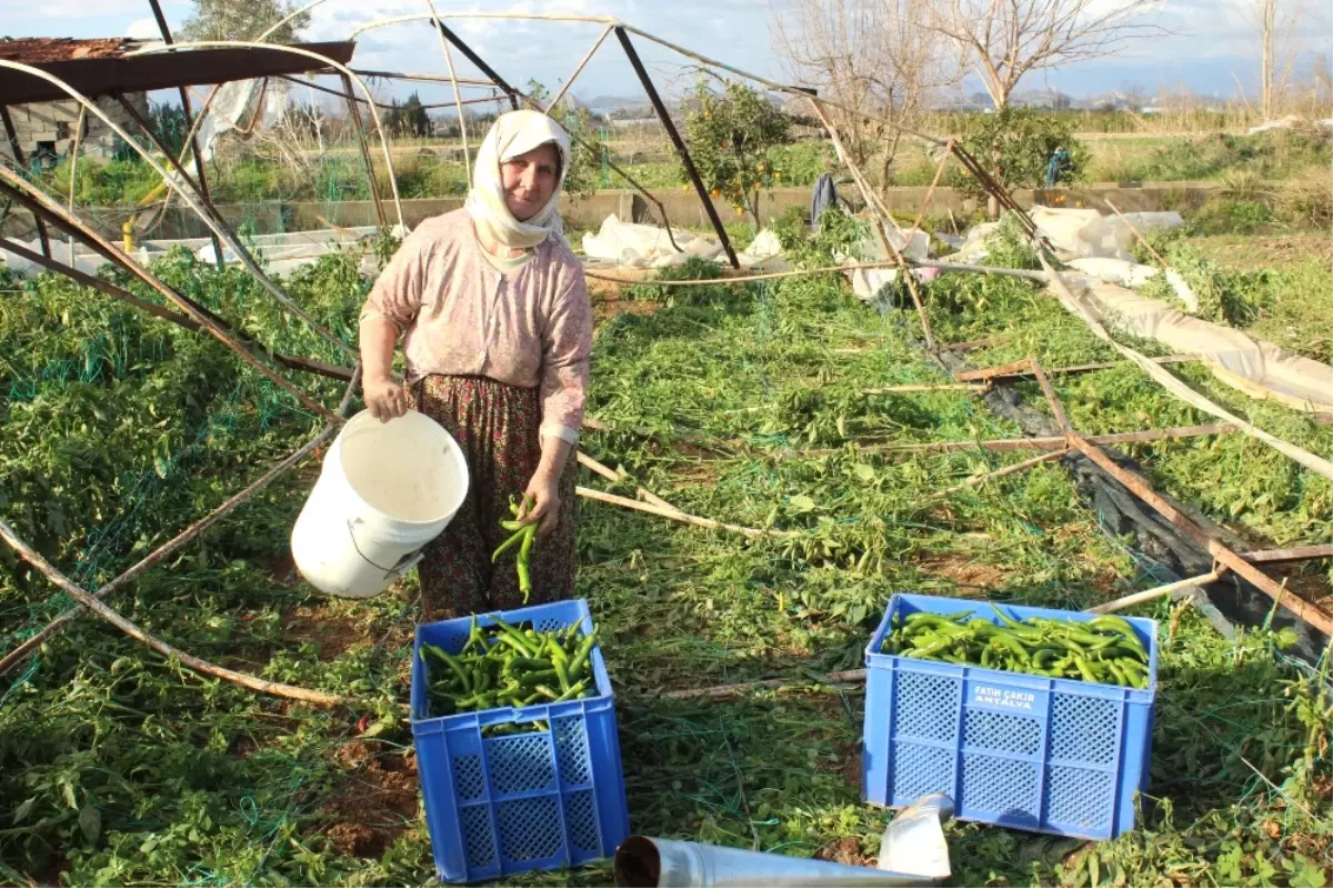 Antalya\'yı Hortum Vurdu! Seralar Mahvoldu, Ağaçlar Kökünden Söküldü