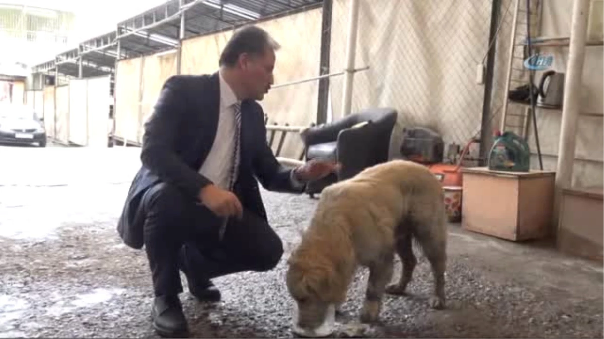 Yaralı Köpeğin Hayatını Belediye Başkanı Kurtardı