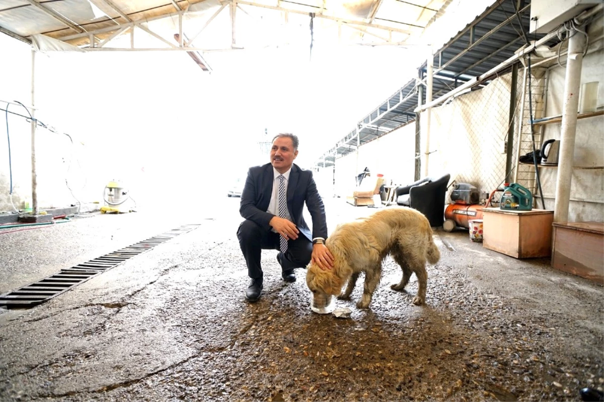Yaralı Köpeğin Hayatını Malatya Belediye Başkanı Kurtardı
