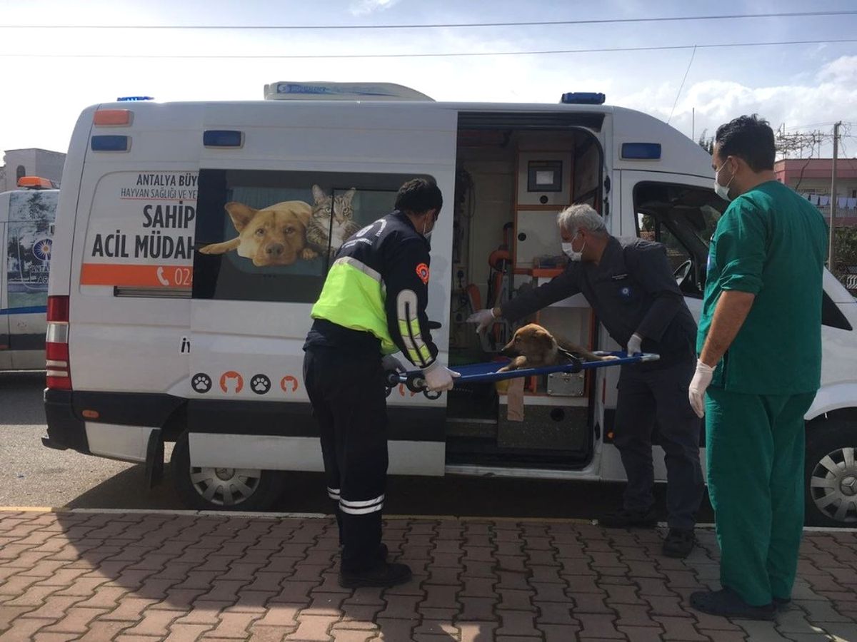 Antalya Büyükşehir\'den Yaralı Hayvanlara Ambulansla Müdahale