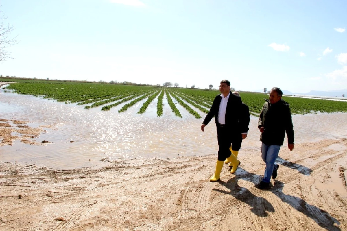 Başkan Turgut, Taşkından Zarar Gören Tarım Arazilerini İnceledi