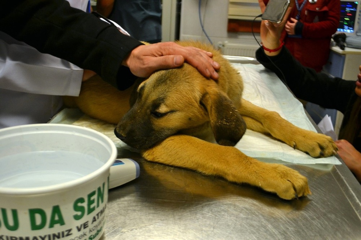 Dha İstanbul - Hastalanan "Kuyu Köpek"Le İlgili İbb\'den Açıklama