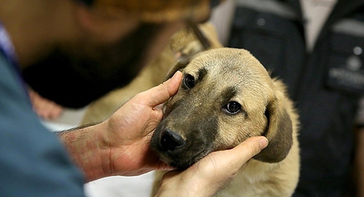Dha İstanbul - \'Kuyu Köpek\' Müşahede Altında