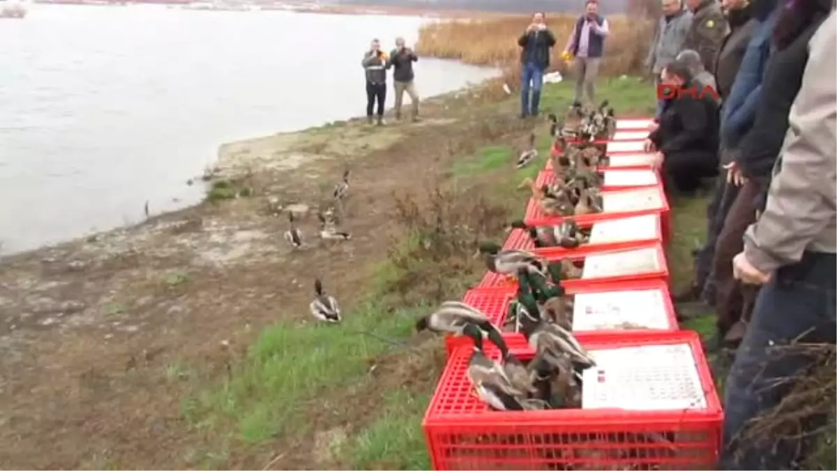 Edirne Doğaya Ilk Defa Yeşilbaş Ördek Bırakıldı