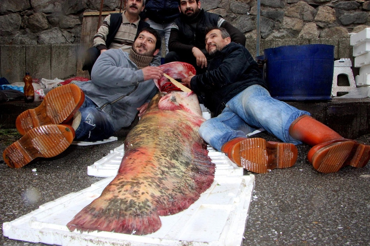 Gölde Yakalanan 100 Kiloluk Yayın Balığı Şaşırttı
