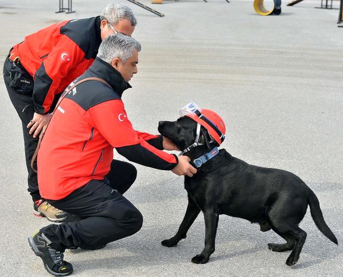 Hayat Kurtaran Köpekler Böyle Eğitiliyor