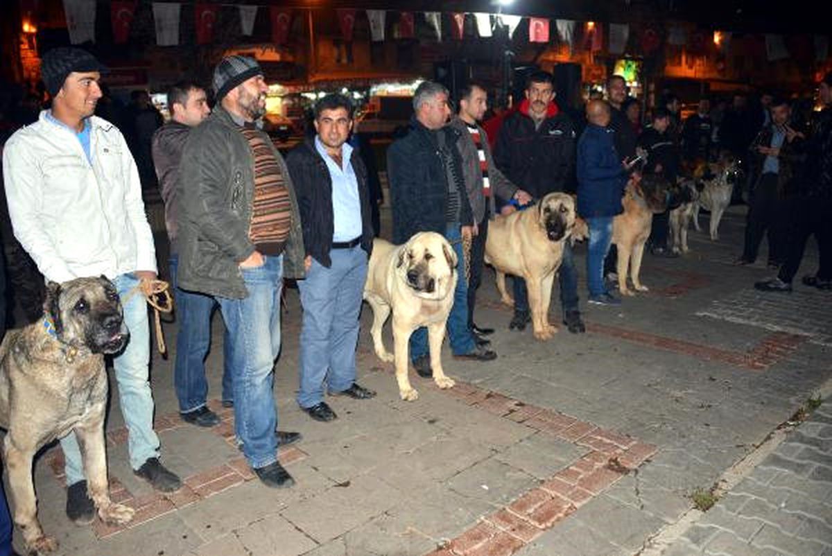 Hollanda\'yı Kangal Köpekleriyle Protesto Ettiler