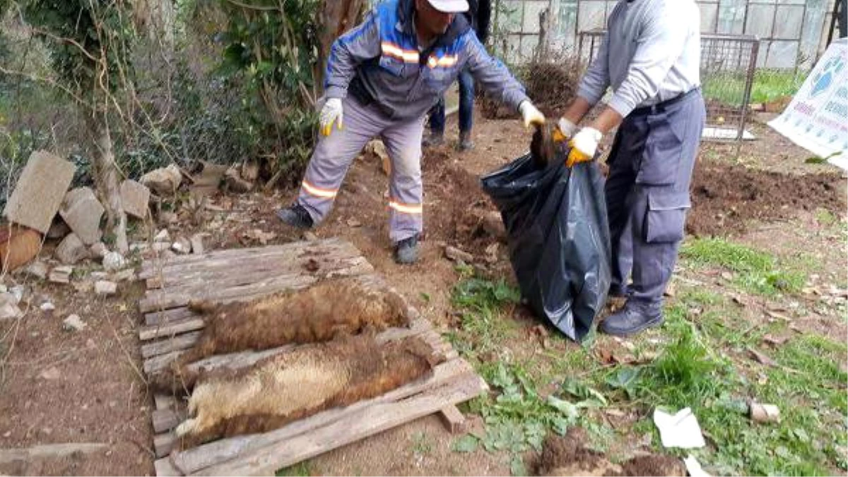 Kedi Köyündeki Ölümler Hayvanseverleri Karşı Karşıya Getirdi