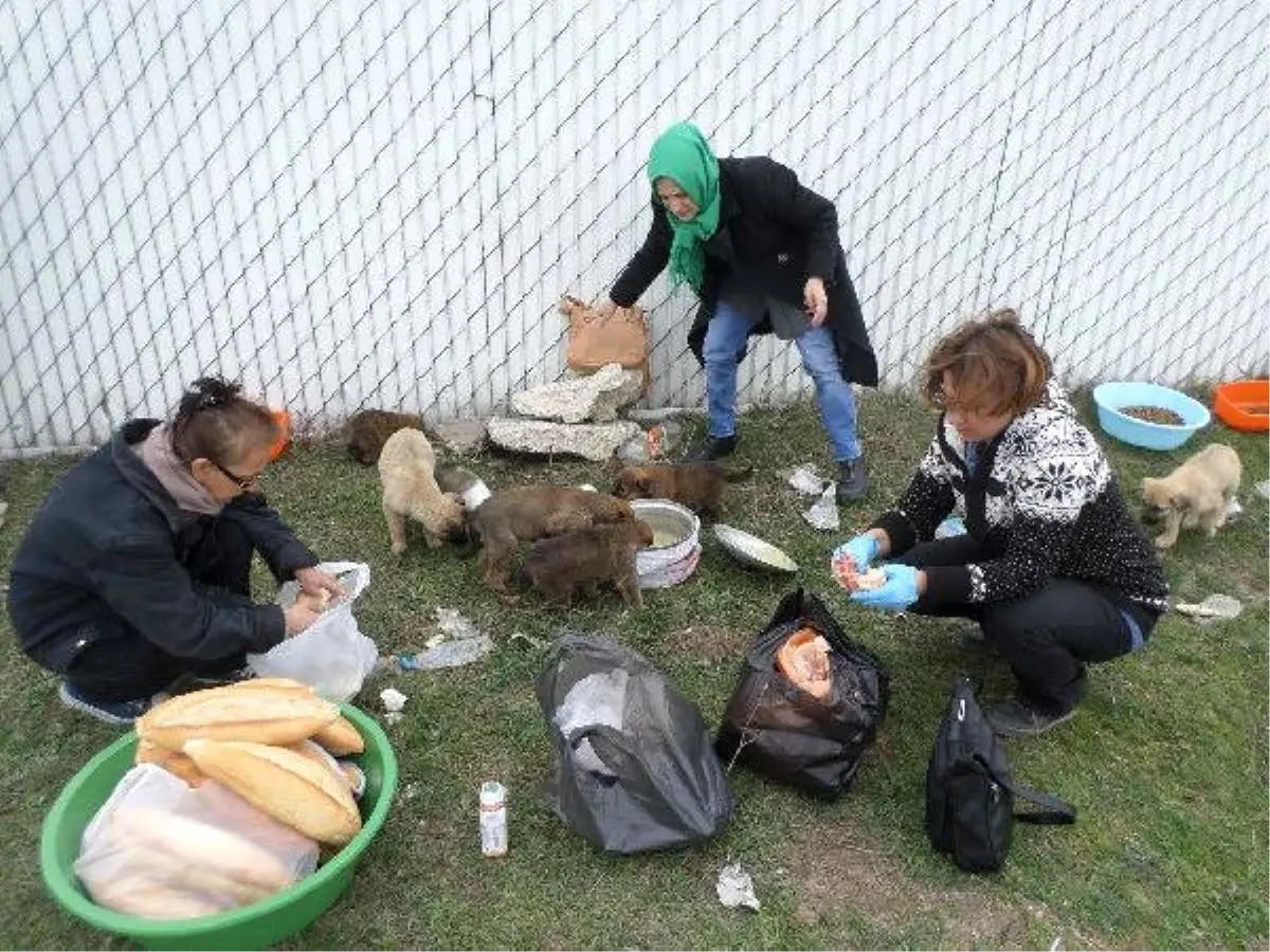 Köpek Yavrularına Belediye Sahip Çıktı