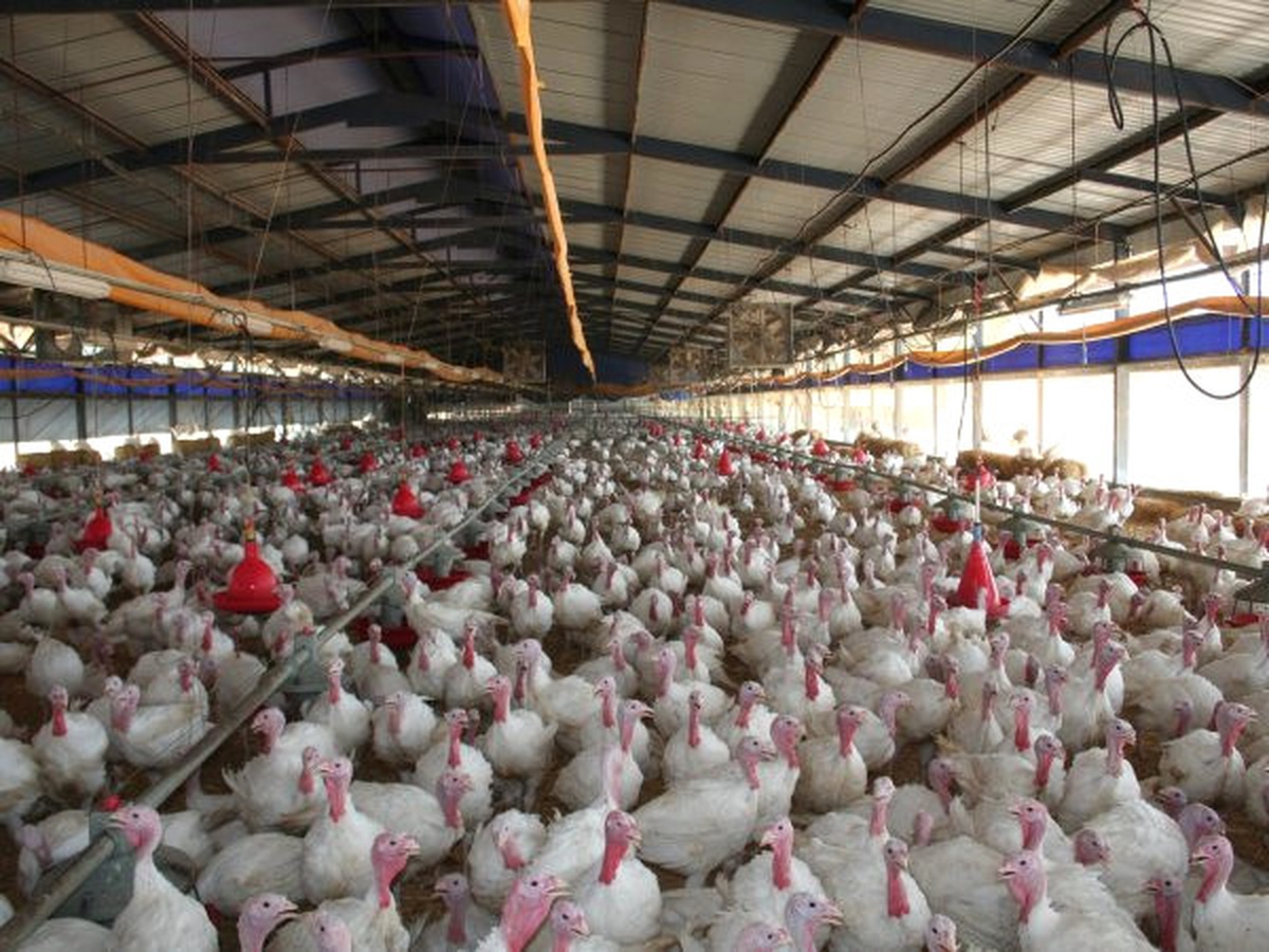Kümes Hayvancılığı Üretim İstatislikleri Açıklandı