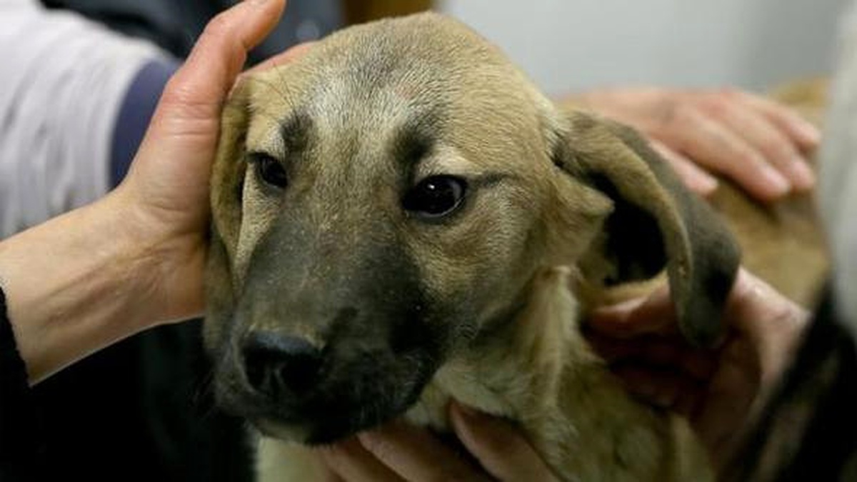Kuyu Köpeğin Hastalanıp Karantinaya Alındığı İddia Edildi