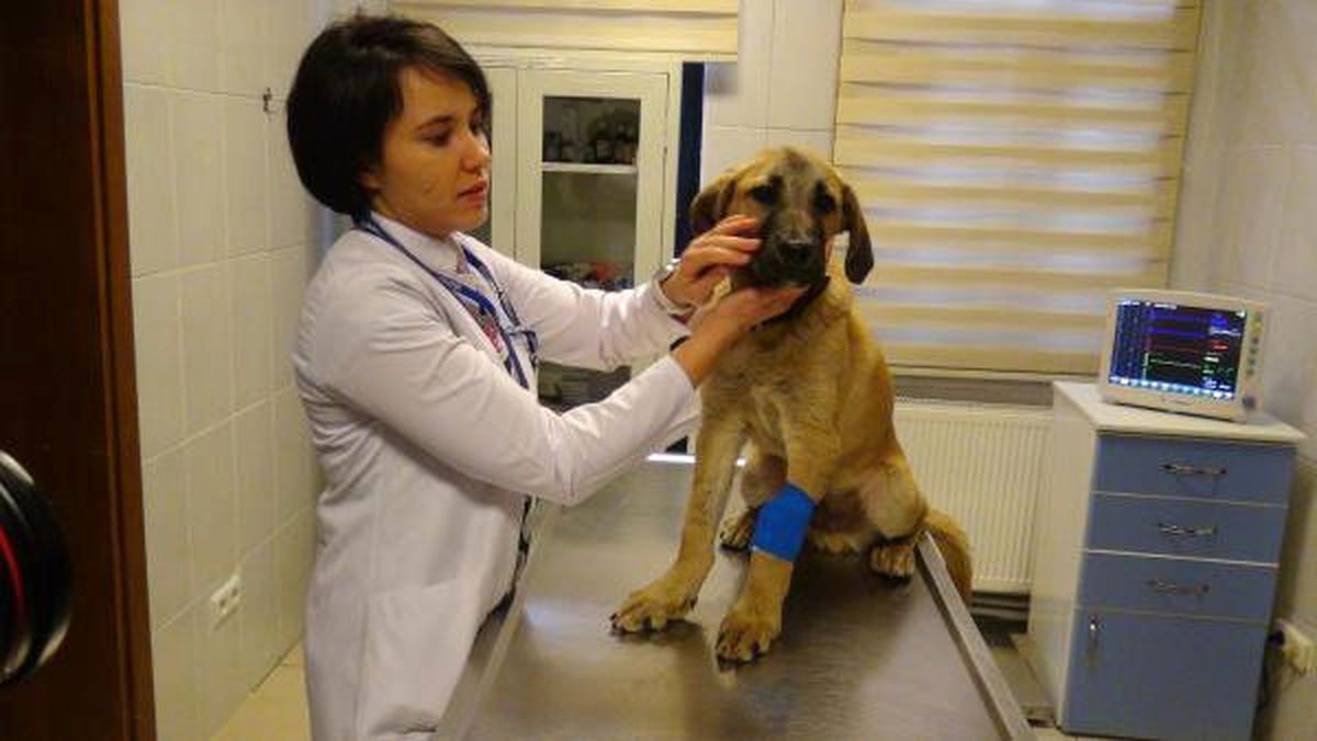 \'Kuyu Köpek\' Müşahede Altında