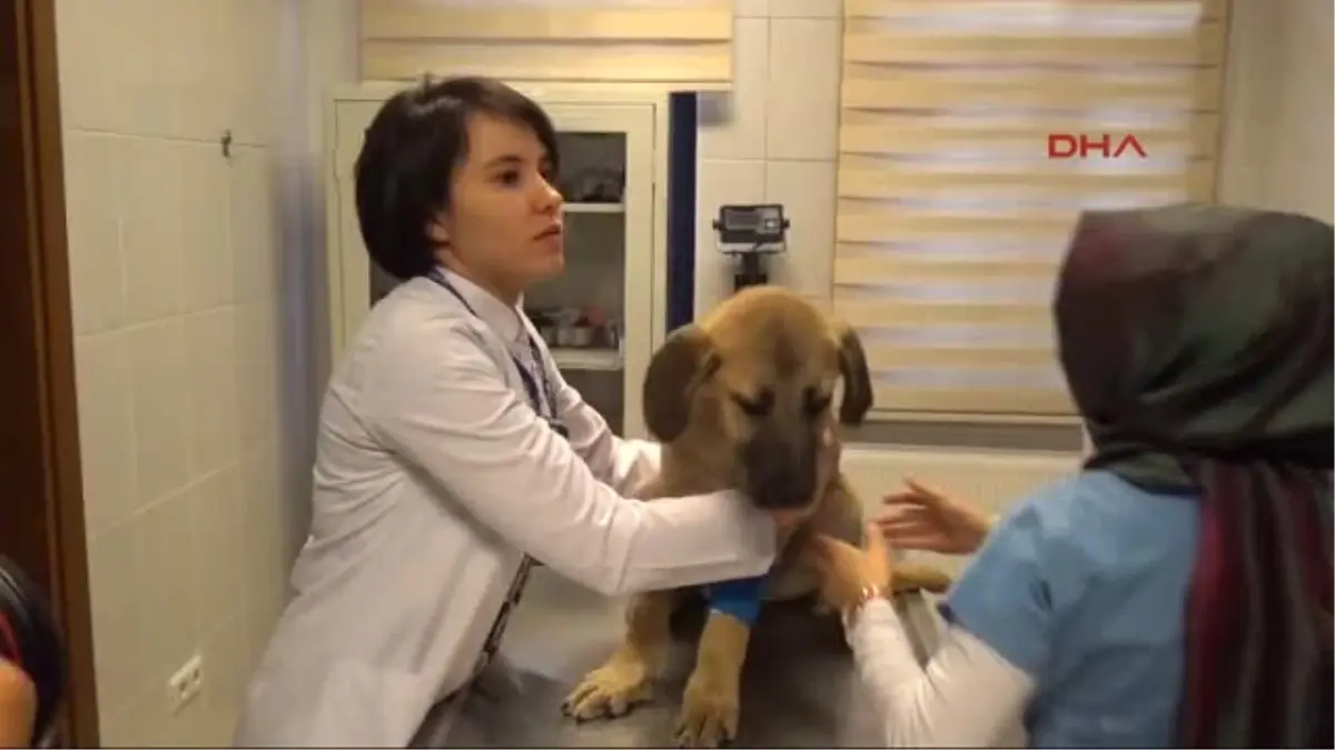 Kuyu Köpek\' Müşahede Altında