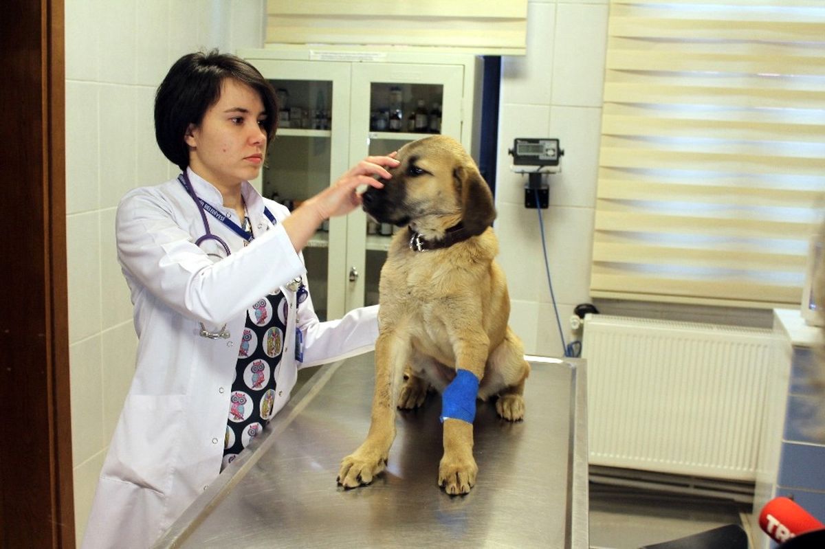 Kuyu Köpek\' Ölümü Bir Kez Daha Yendi