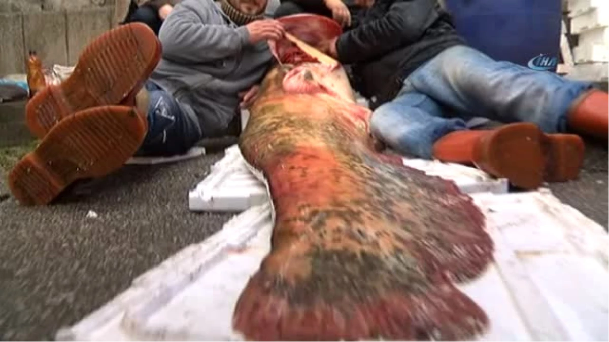 Manisa\'da 80 Kiloluk Yayın Balığı Yakalandı