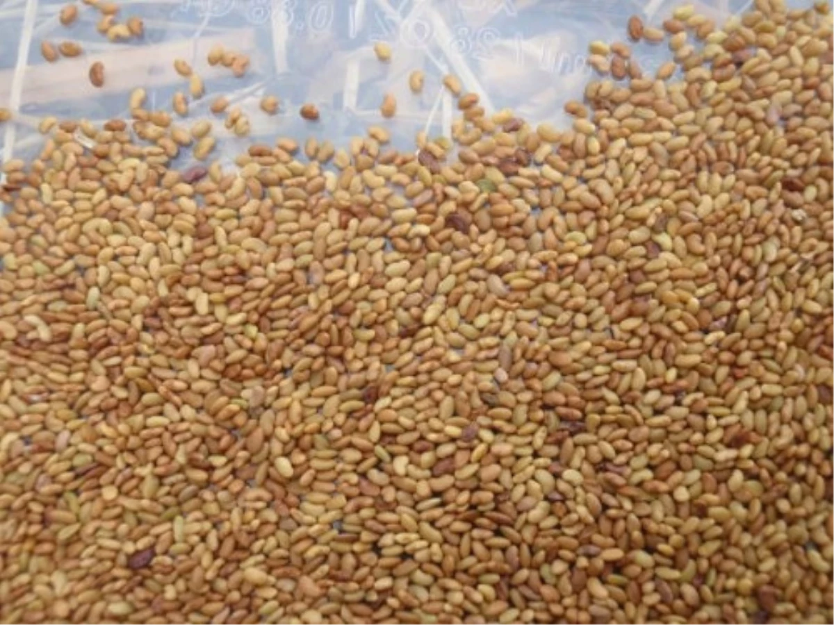Tunceli\'de Üreticilere Sertifikalı Yem Bitkisi Tohumu Dağıtımı