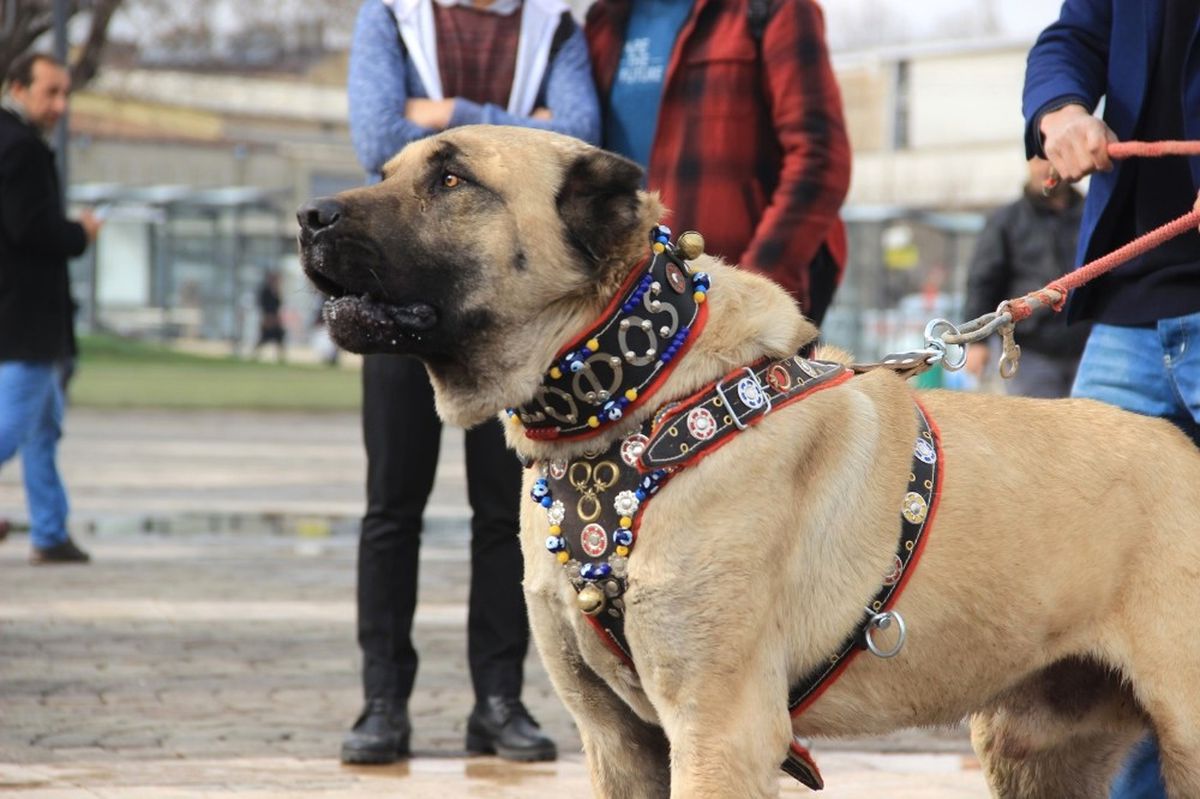 Türk Eylemcilere Köpekle Müdahale Eden Hollanda\'ya Kangallı Tepki
