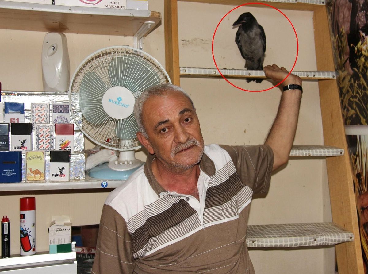 Çalınan Kargasını Getirene 2 Bin TL Ödül Verecek
