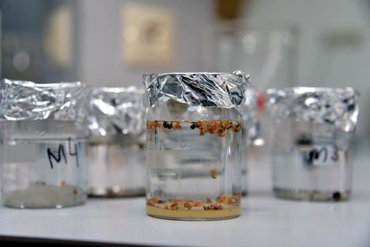 Deniz \'Plastik Çorbası\', 700 Canlı Risk Altında