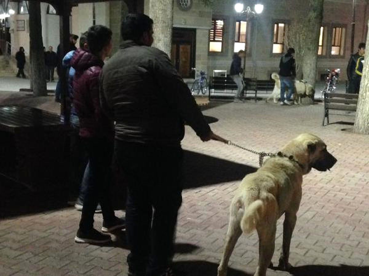 Hollanda\'ya Kangal Köpekli Protesto