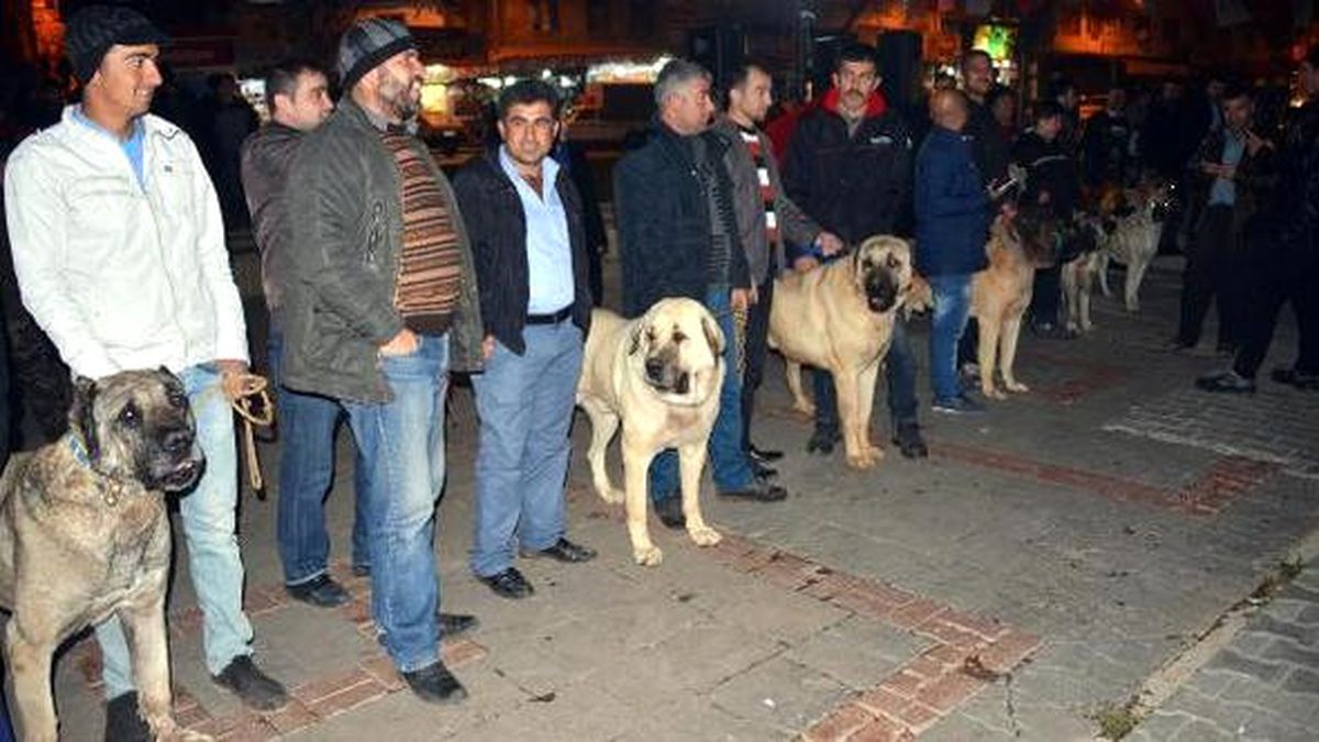 Hollanda\'yı Kangal Köpekleriyle Protesto Ettiler