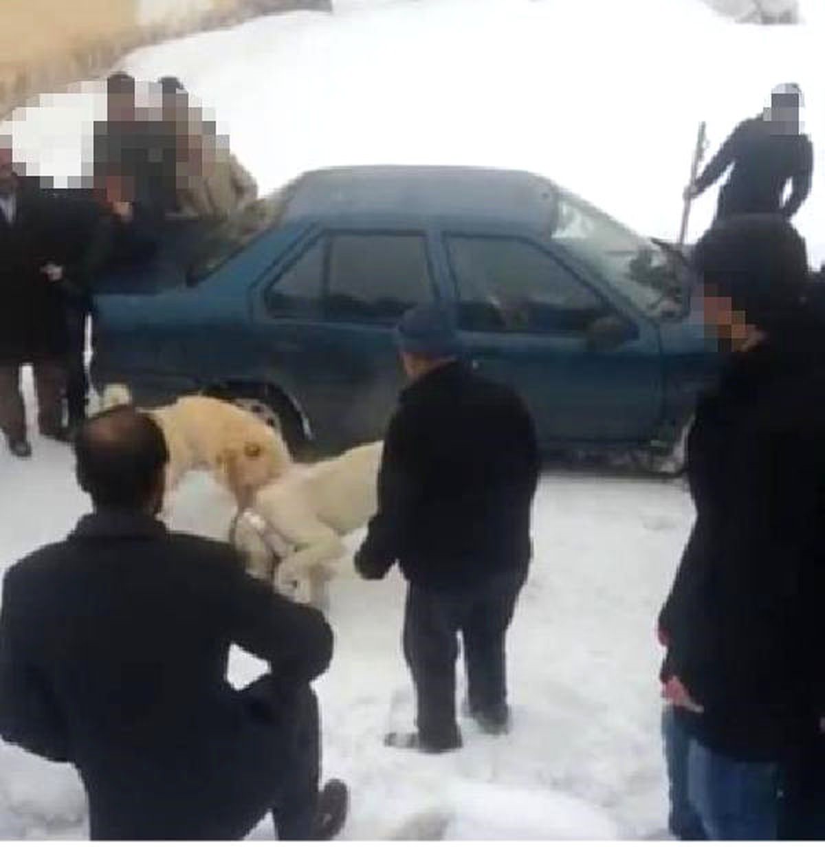 Köpek Dövüştürene 5 Bin 207 Lira Para Cezası