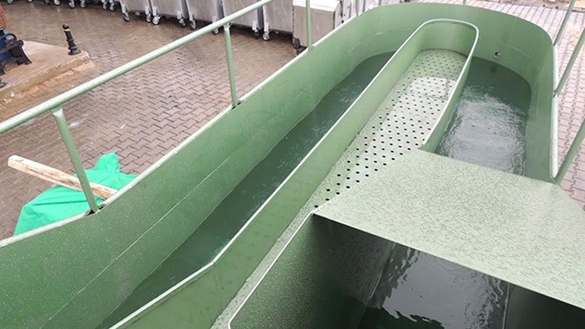 Koyunlar İlaçlı Suyla Parazitlerden Kurtulacak
