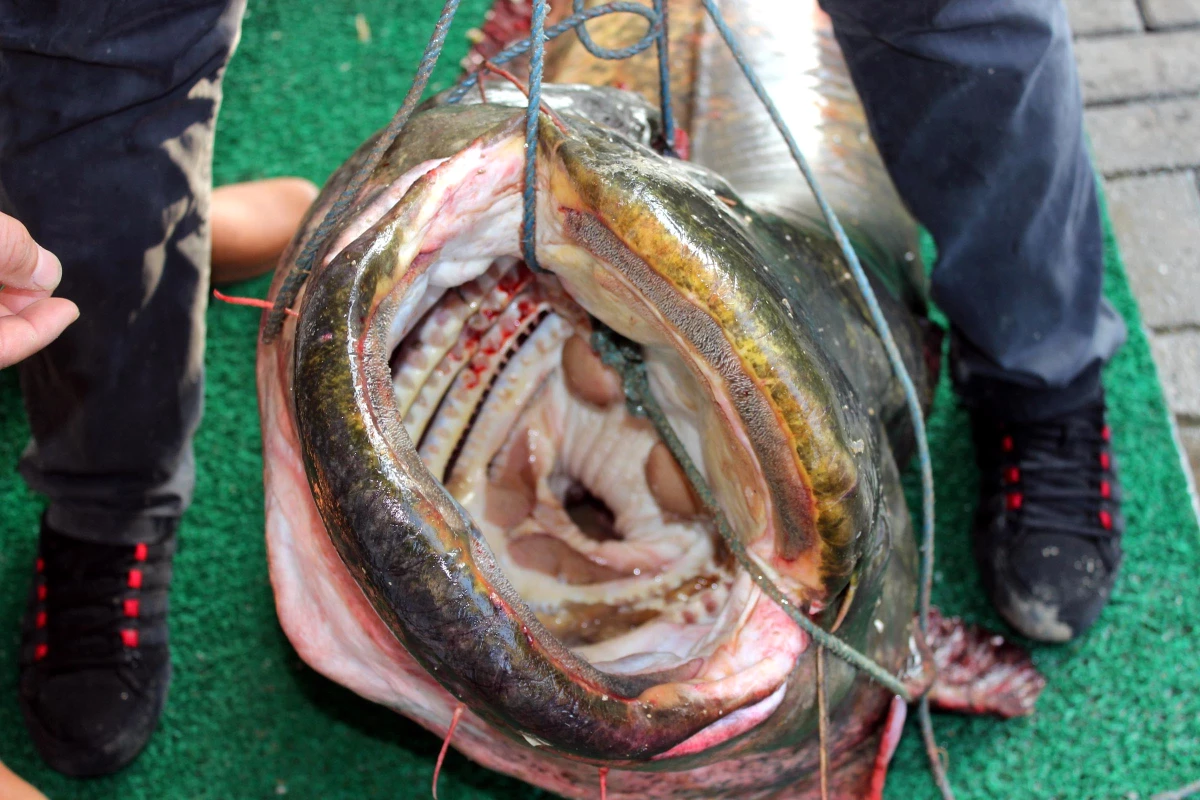 Manisa\'da Avlanan Dev Yayın Balığı Satışa Sunuldu