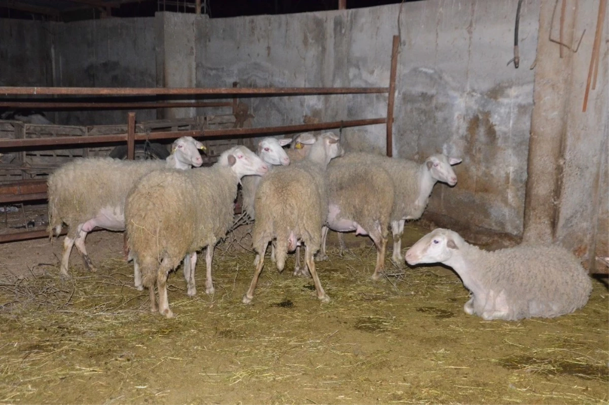 Nazilli\'de 21 Koyunu Çalınan Çiftçi İsyan Etti