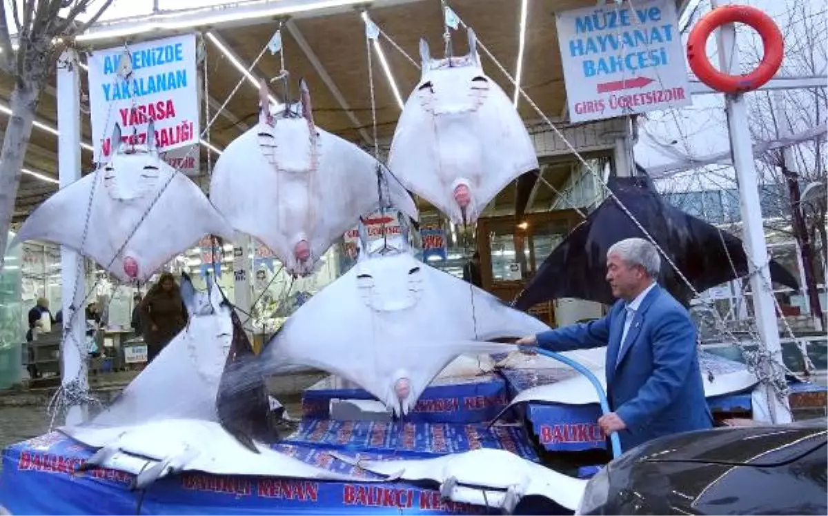 Sergilenen Mantalar Tepki Çekti,türkiye Koruma İçin İmza Attı Ama Yasal Düzenleme Yapmadı